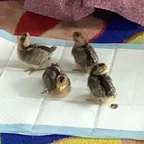 Chick Visit