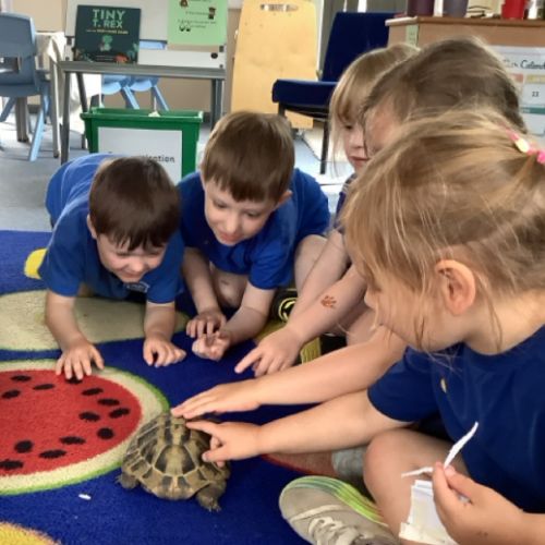 Tortoise Visit