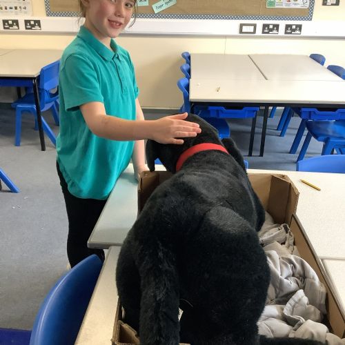 Week 4 - Looking after pets